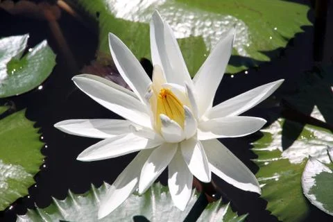 White lotus Stock Photos