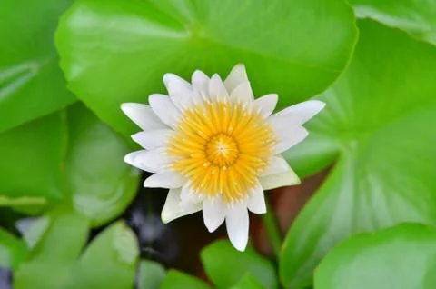 White lotus Stock Photos