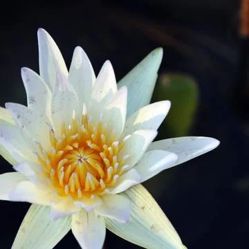 White lotus Stock Photos