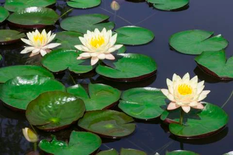 White lotus Stock Photos