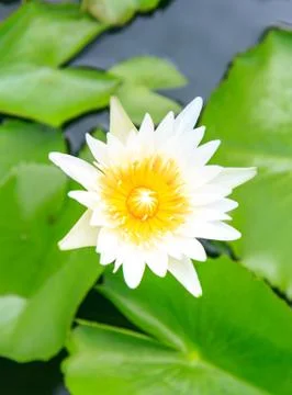 White lotus Stock Photos