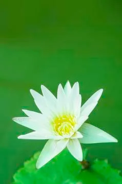 White lotus Stock Photos