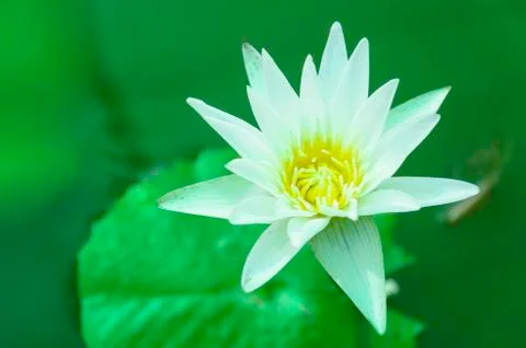 White lotus Stock Photos