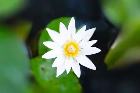 White lotus Stock Photos