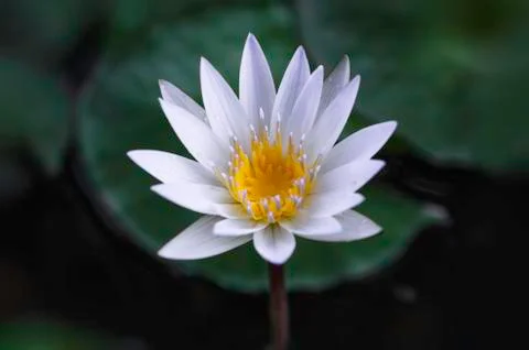 White lotus Stock Photos