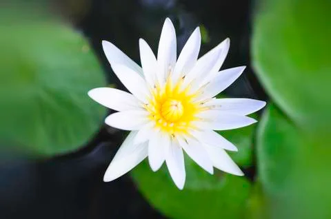 White lotus Stock Photos