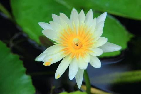 White lotus 写真素材