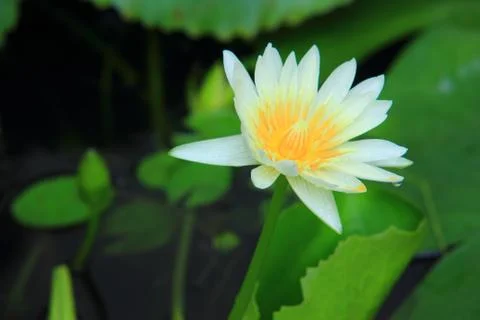 White Lotus Stock Photos