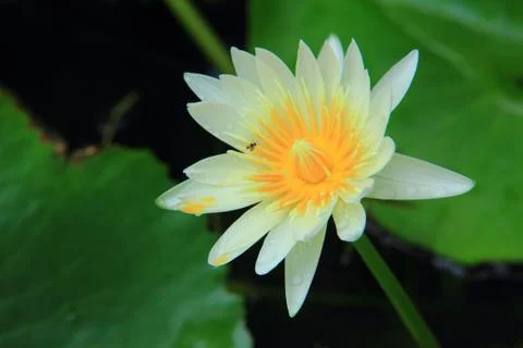 White Lotus Stock Photos