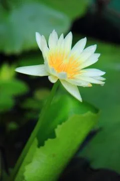 White Lotus 写真素材