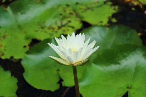 White lotus Foto stock