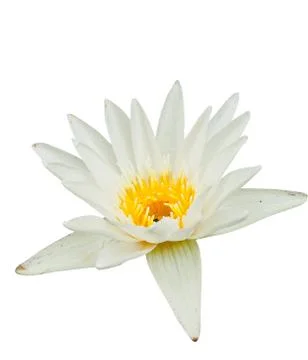 White lotus Stock Photos