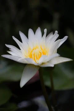 White lotus Stock Photos