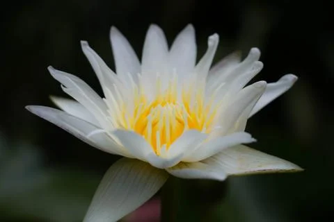 White lotus Stock Photos