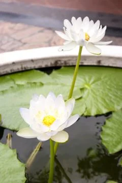 White lotus Stock Photos