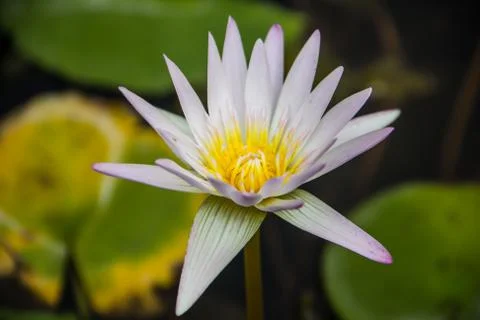White lotus Stock Photos