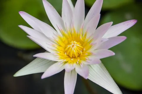 White lotus Stock Photos