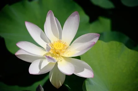 White lotus Stock Photos