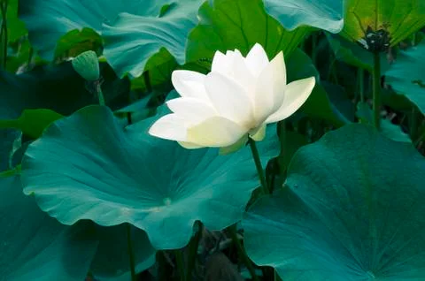 White lotus Stock Photos