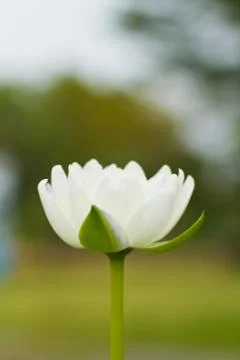 White lotus. Stock Photos