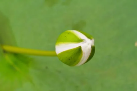 White lotus. Stock-Fotos