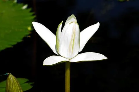 White lotus . Фото