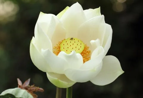 White lotus Stock Photos