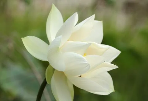White lotus Stock Photos