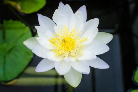 White lotus Stock Photos