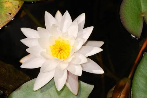 White lotus Stock Photos