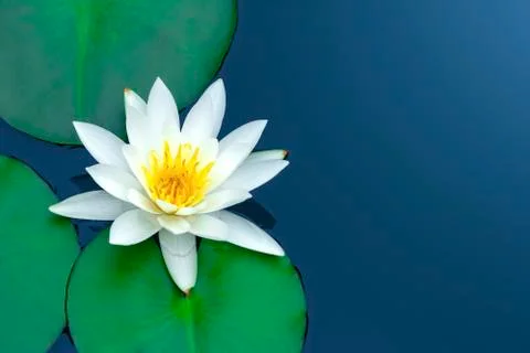 White lotus. Stock-Fotos
