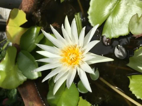White lotus Fotos de archivo