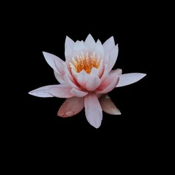 White lotus Stock Photos