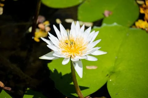 The White Lotus Stock Photos