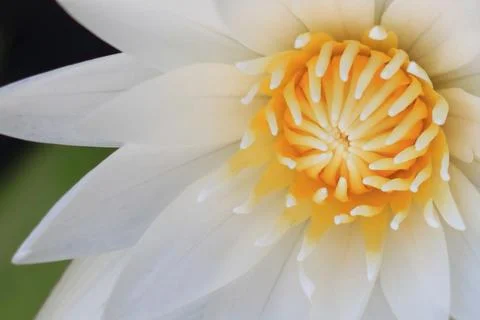 White lotus Stock Photos