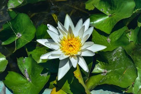 White Lotus 库存照片