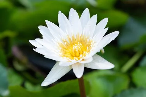White lotus Stock Photos