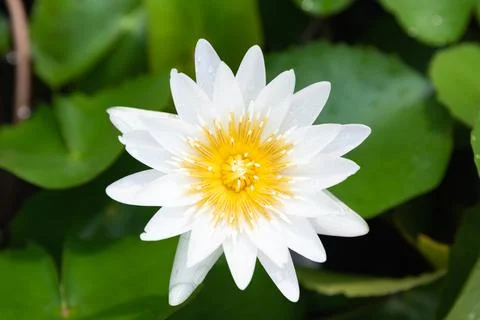 White lotus Stock Photos