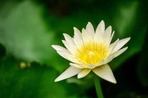 White lotus  in pool Stock Photos