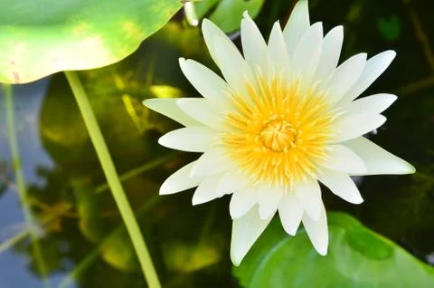 White lotus in the pool Stock Photos