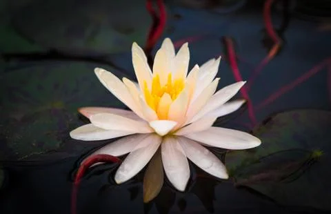 White lotus in the pool Stock Photos