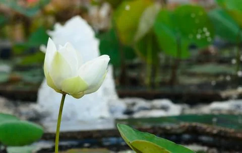 White lotus in a pool. Stock Photos