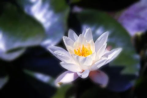 White  Lotus on the River Stock-Fotos