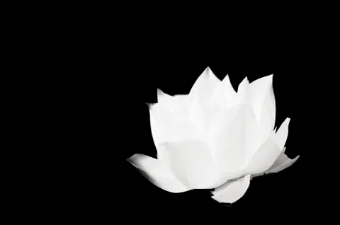 White lotus on solid black background Stock Photos