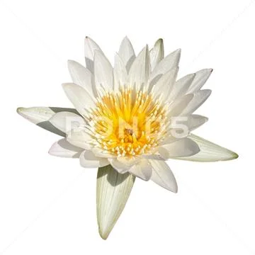 White lotus on a white background 03 PSD Template