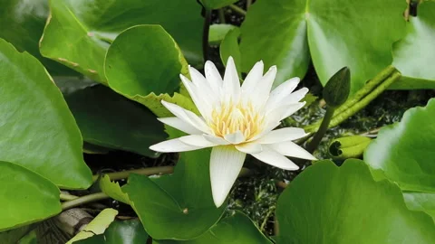 White lotus with yellow pollen on surface of pond Stock Footage 286805838