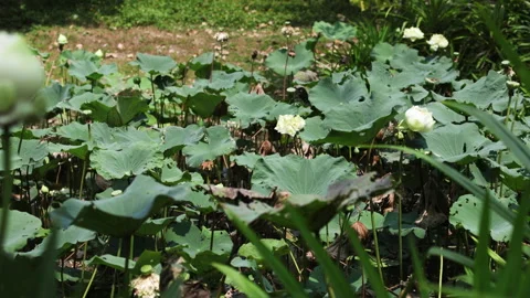 White lotuses on emerald leaves. Stock Footage 306647782