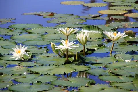 White lotuses Stock Photos