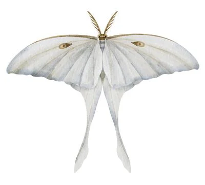 White Luna Moth on isolated background. Watercolor illustration of Night moon Stock Illustration