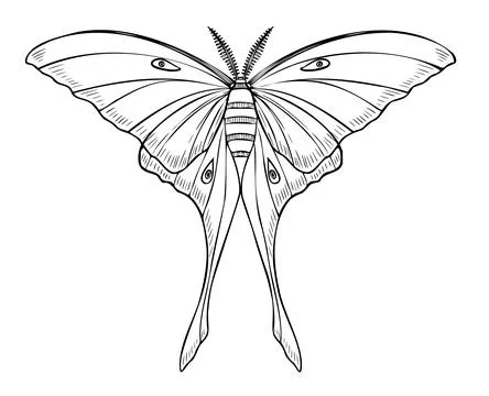 White Luna Moth vector illustration. Drawing of Night moon Butterfly painted by Stock Illustration